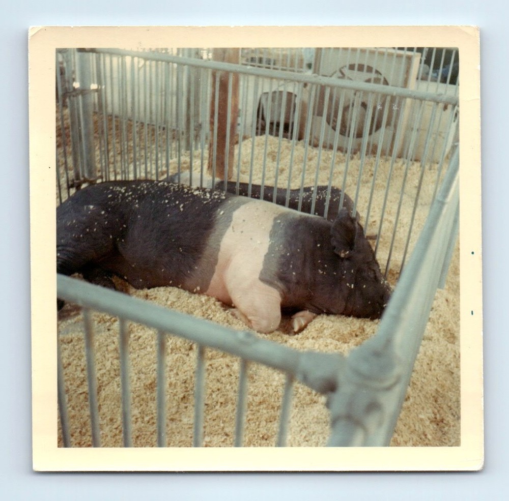 Old Vintage Square Color Photo PIG IN PEN SNAPSHOT PHOTOGRAPH PICTURE