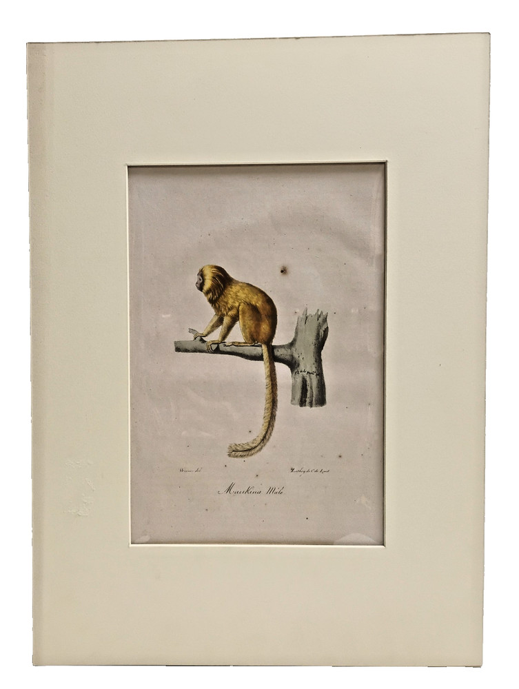Golden lion tamarin William Home Lizars The natural history of monkeys 1833