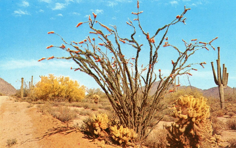 Ocotillo, the Desert in Bloom, Arizona, UNP, VG --POSTCARD