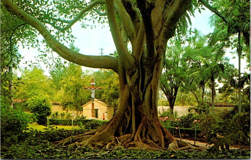 Garden Fig Tree Santa Barbara Mission Camino Real California Vintage Postcard