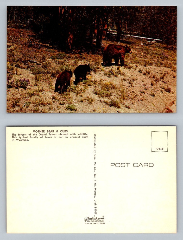Grand Teton, WY-Wyoming, Mother Bear Cubs Wildlife Scene Vintage Postcard