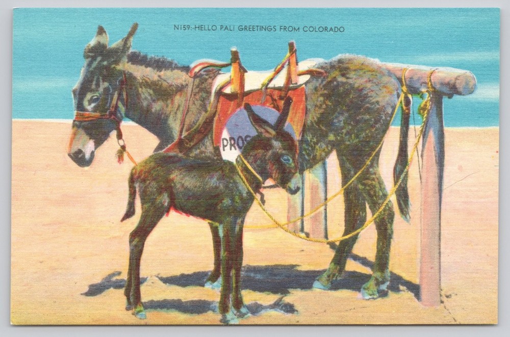Vintage Linen Postcard Colorado Burro Donkey & Foal Pack Animal N159