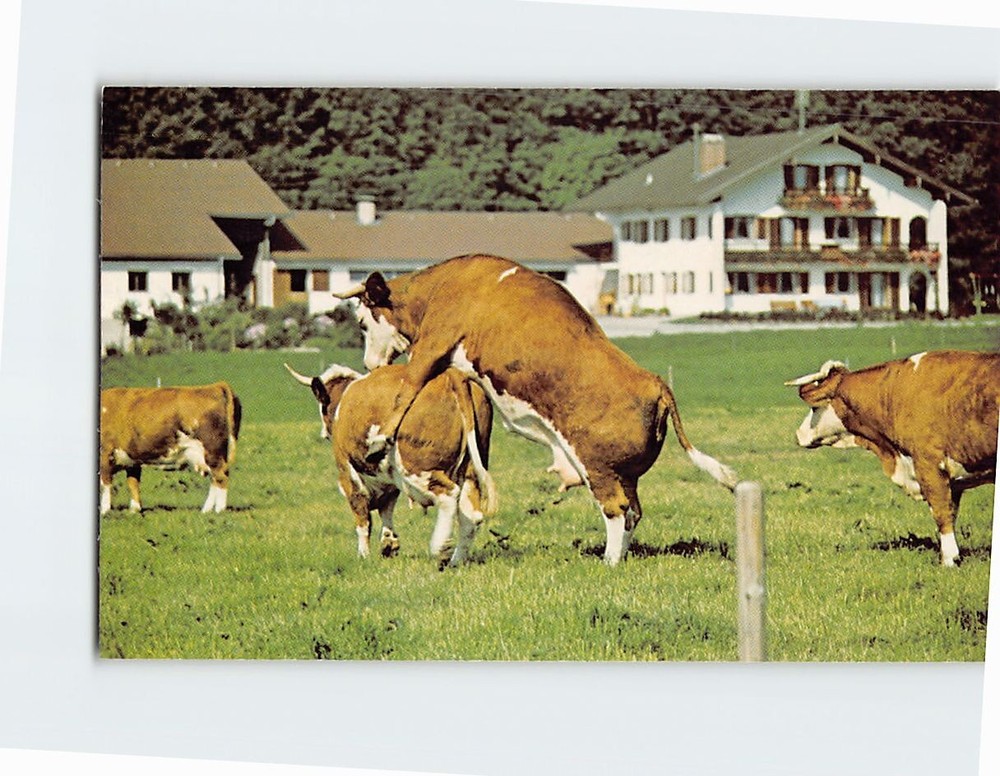 Postcard Bull Services Cow How the Udder Half Lives Bavarian Alps Germany