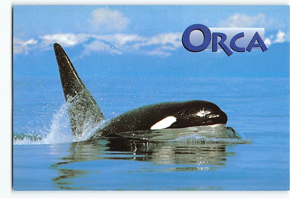 Postcard An Orca Makes its annual passage through Puget Sound Washington USA
