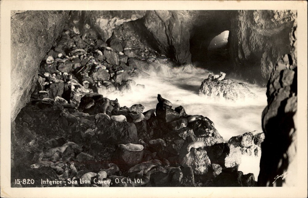 RPPC Sea Lion Caves Oregon vintage postcard c957