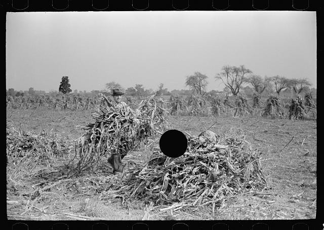 Photo:Camden County New Jersey 1938 Corn Husking Farm Field Man