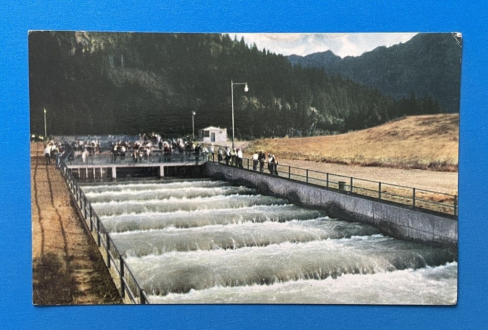 Fish Ladder Postcard Dam Union Oil Scenes Of The West Oregon?
