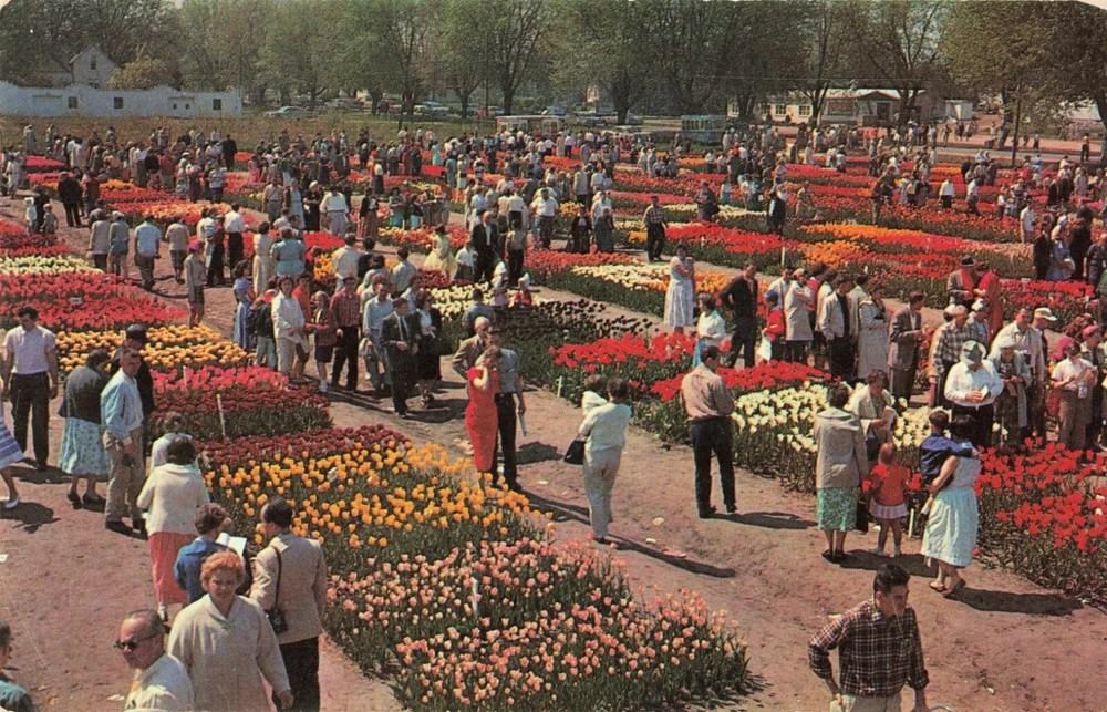 Nelis Tulip Farm - Tulip Festival - Holland Michigan MI - Postcard