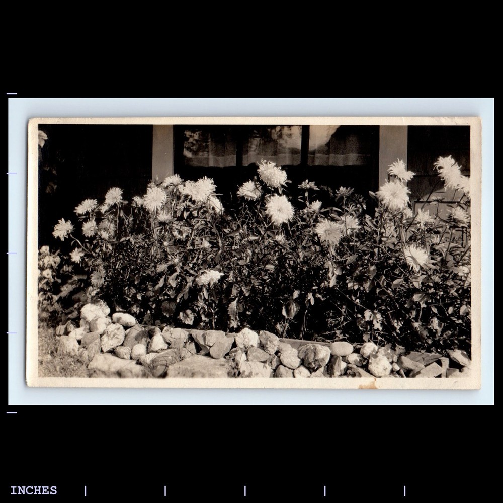 Old Vintage Photo FLOWERS IN GARDEN