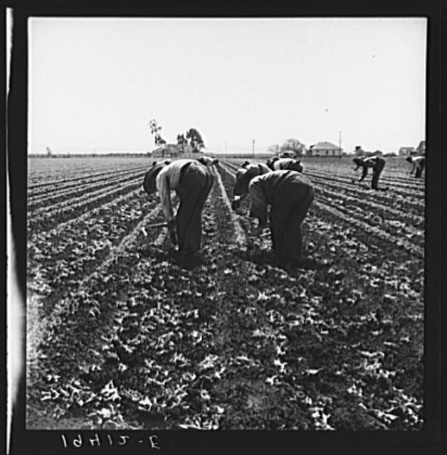 Salinas Valley California Filipino Boys Thinning Lettuce 1939 Dorothea Lange