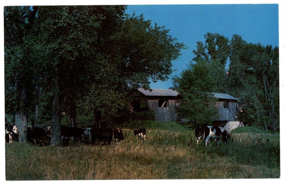 North Ferrisburg Addison Co Vermont Covered Bridge cows field vintage postcard