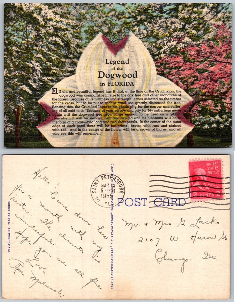 Legend of the Dogwood Blossom Florida Postcard