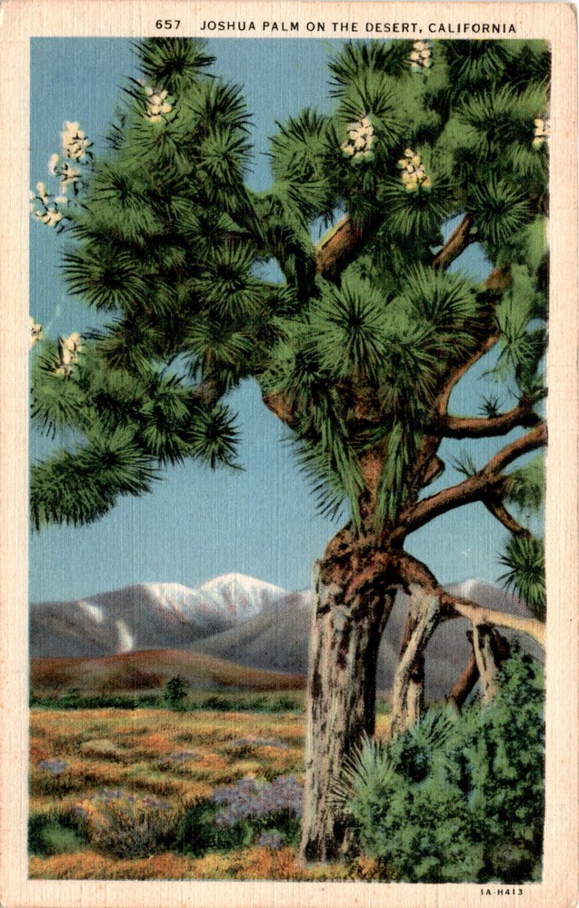 Joshua Tree, California, Western Publishing & Novelty Co., Los Angeles Postcard