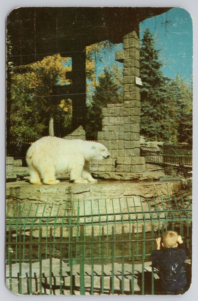 1959 Polar Bear City Park Zoo Denver CO Vintage Postcard Sanborn Souvenir