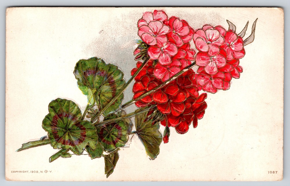 Greetings~Pink Hydrangea & Leaves~Vintage Postcard