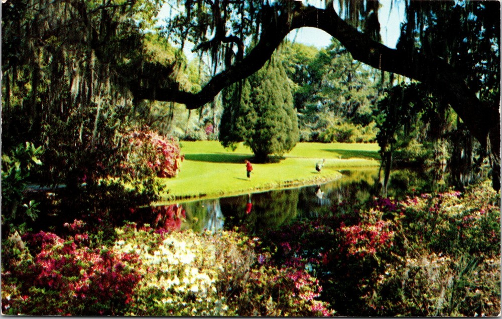 View of Magnolia Gardens Charleston South Carolina Vintage Postcard
