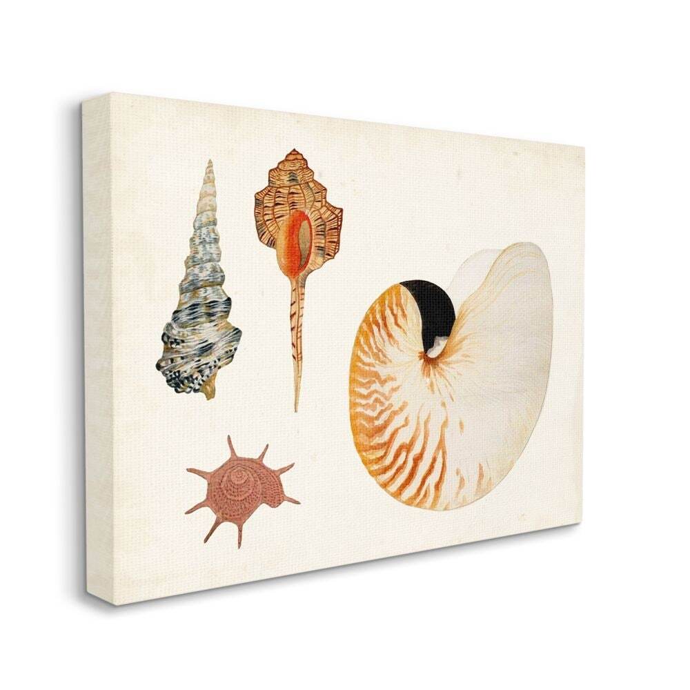 Stupell Vintage Nautilus and Aquatic Spiral Shell Study Multi-Color 24 x 30