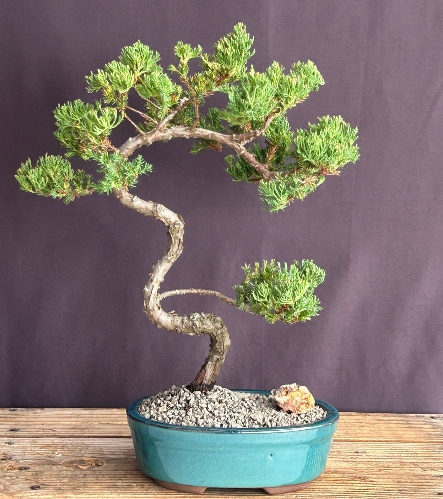 Juniper Bonsai Tree Live Plant Procumbens Nana Trained Outdoor Plant 14