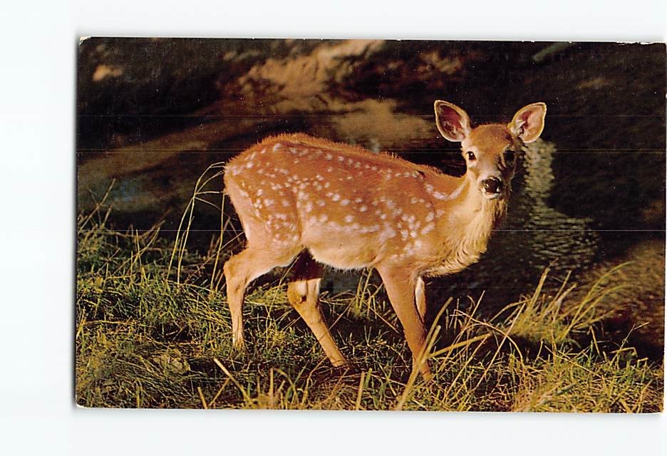 Postcard Surprised Fawn Deer Animal Greetings Kingston New York USA Eckman Photo