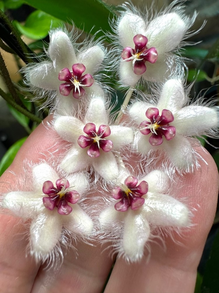 Hoya caudata Sumatra Well Rooted Established Young Plant