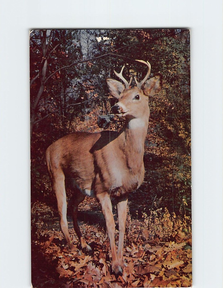 Postcard Deer in the Forest