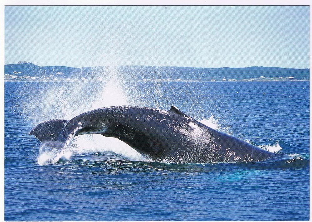 Postcard Playful Humpback Whale Newfoundland & Labrador 4 3/4 x 6 3/4