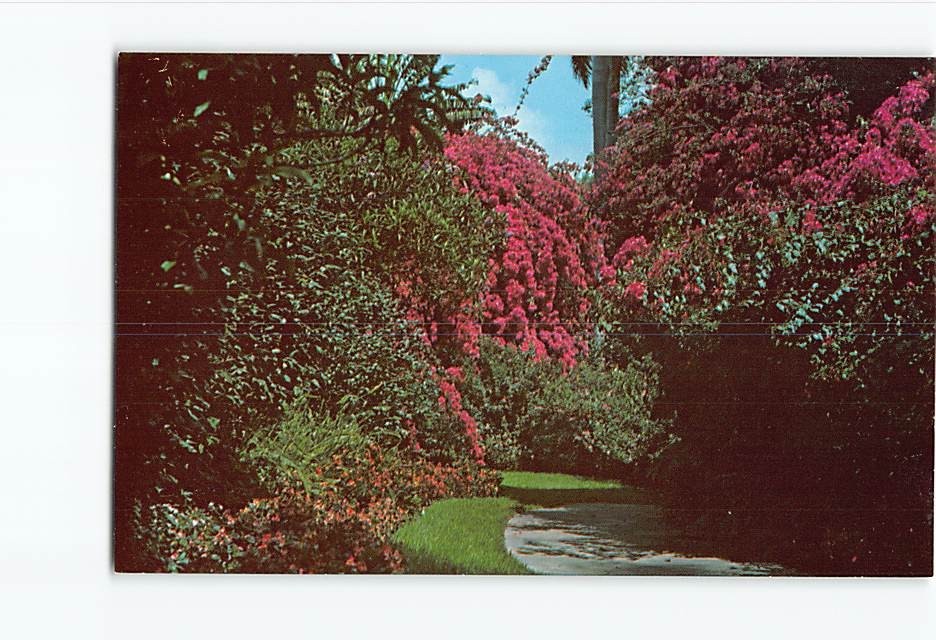 Postcard Bougainvillea Sunken Gardens Florida USA