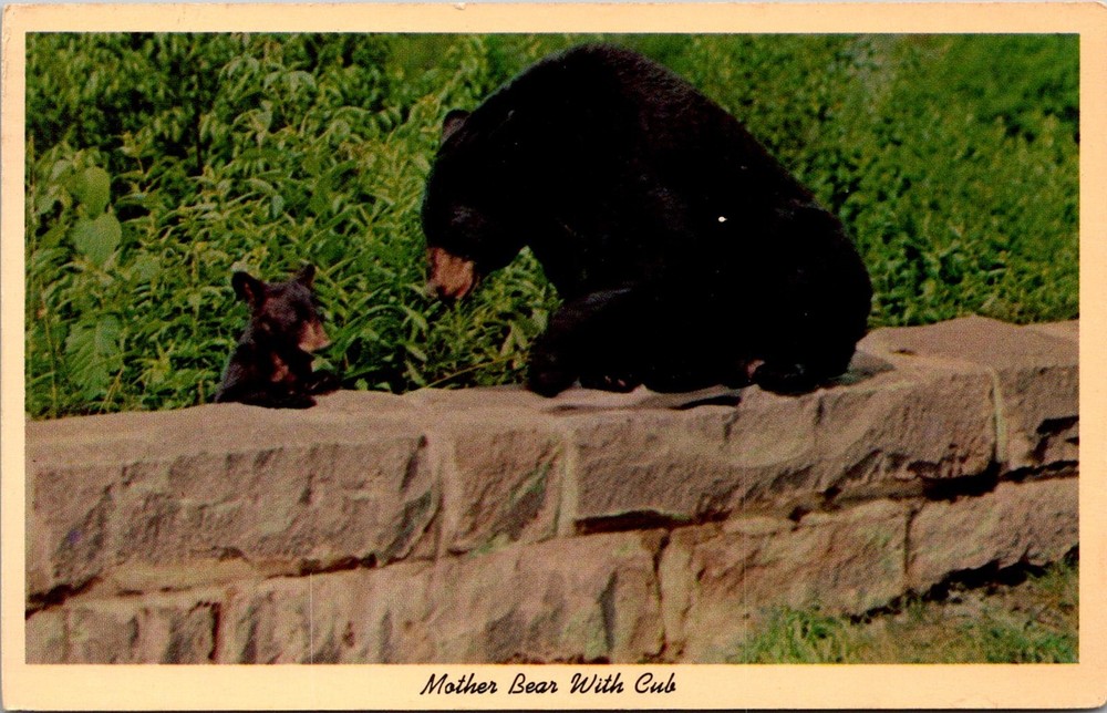 Dr Jim Stamps Postcard Mother Bear With Cub