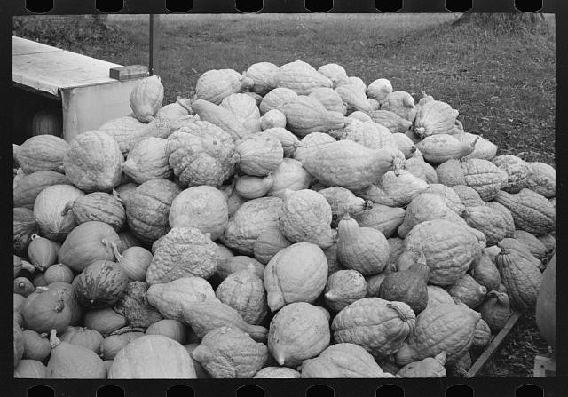 Photo:Connecticut, roadside stand, Squash near Berlin