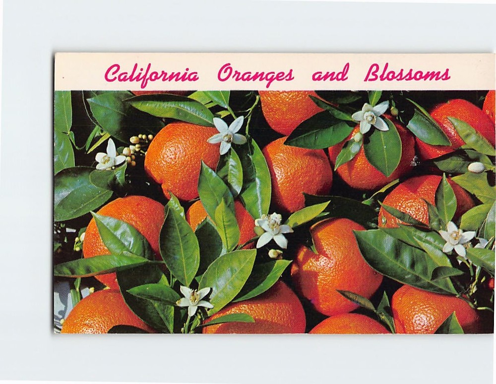 Postcard California Oranges and Blossoms