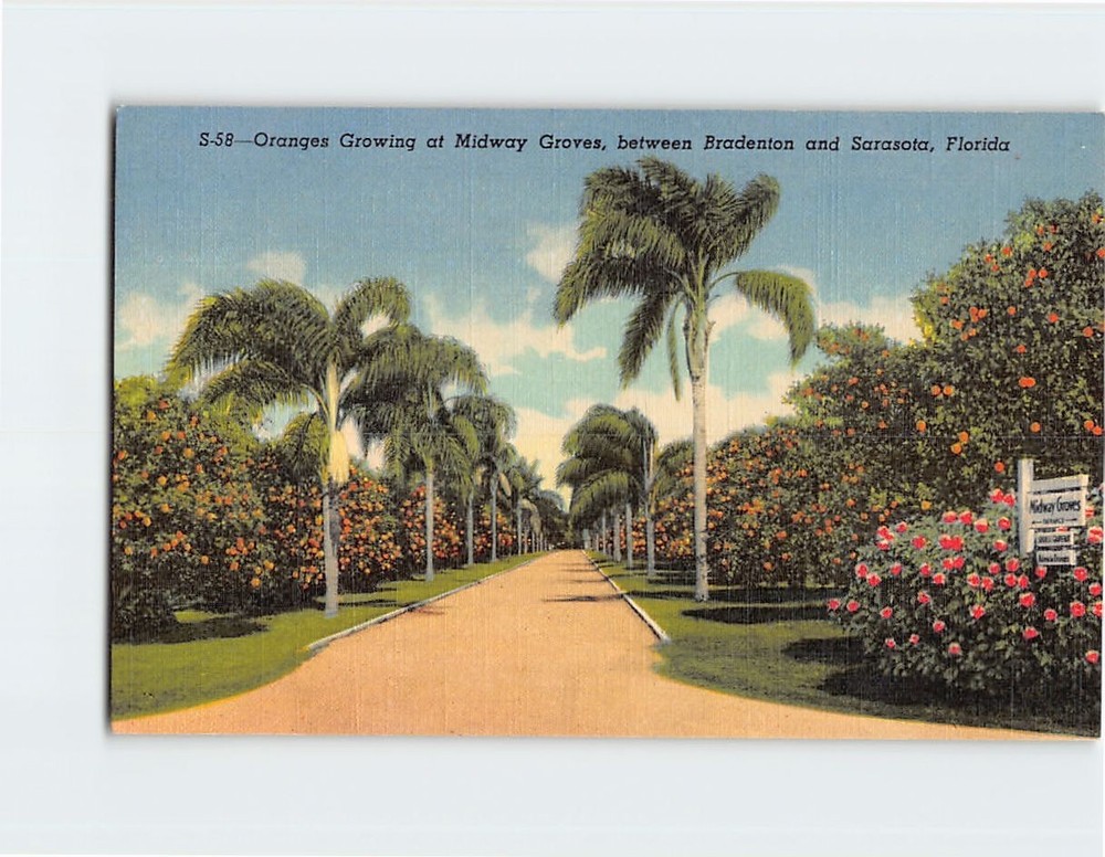Postcard Oranges Growing at Midway Groves between Bradenton and Sarasota Florida