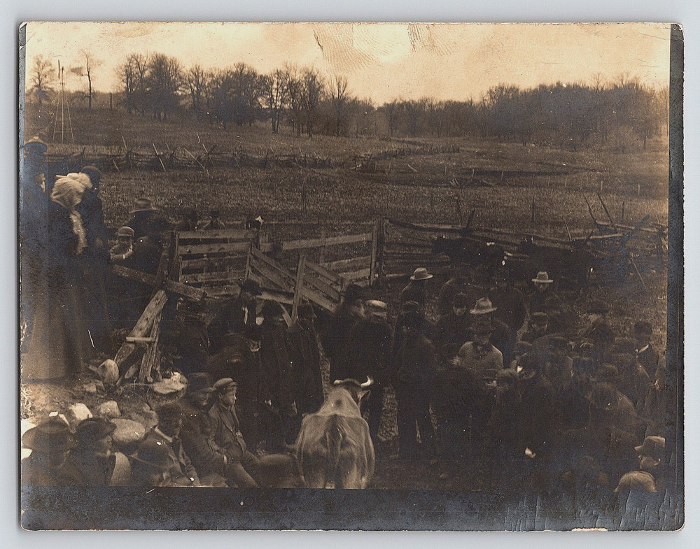 Antique Vintage Real Photo Picture Cow Livestock Animal Sale Group Of Men Farm