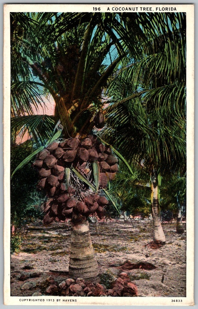 Antique Postcard Cocoanut Tree Grove Florida, US 1910s