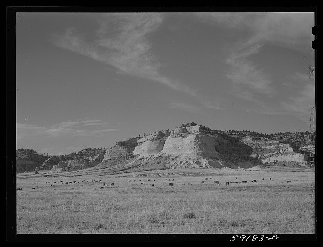 Photo:Scottsbluff Nebraska Cattle Grazing Water Hole 1941