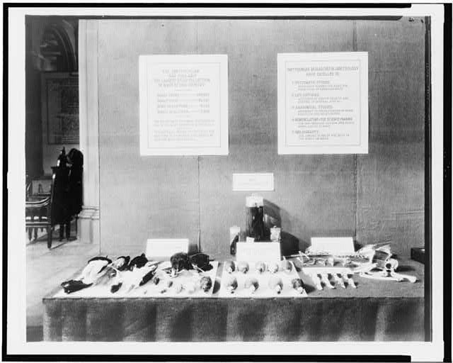 Washington DC Smithsonian Division of Birds Exhibit Table 1927 Birds Display