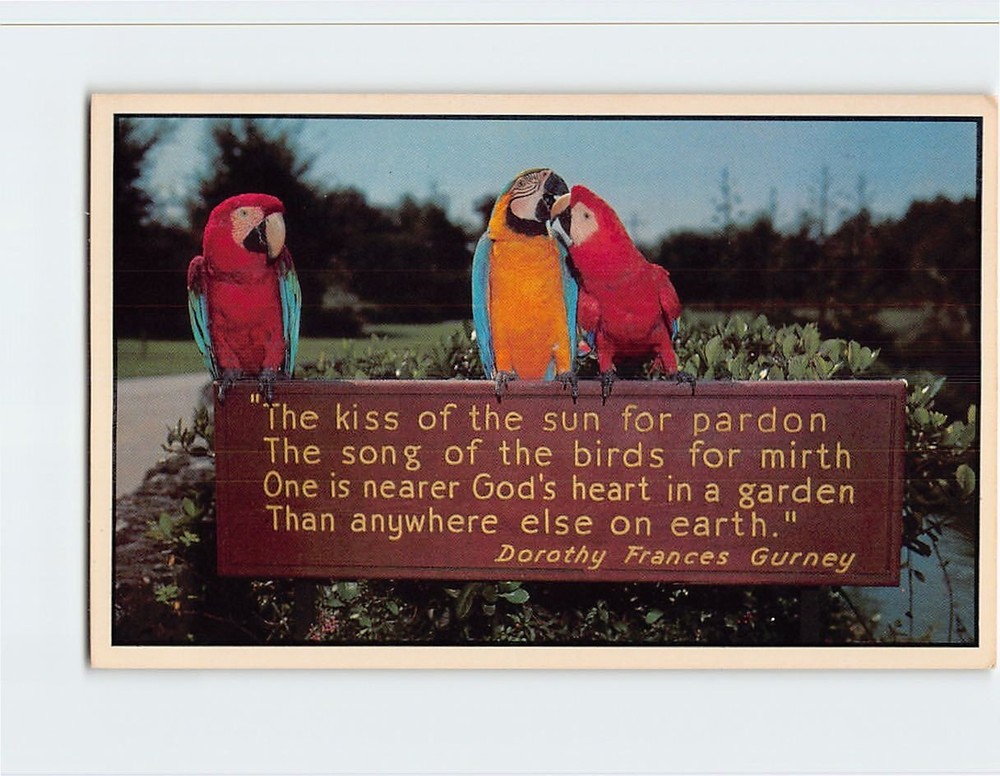 Postcard Parrots on a Sign Scene at Busch Gardens Tampa Florida USA