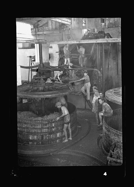 Photo:Zikhron Yaakov Palestine 1939 Vintage Season Wine Press Workers