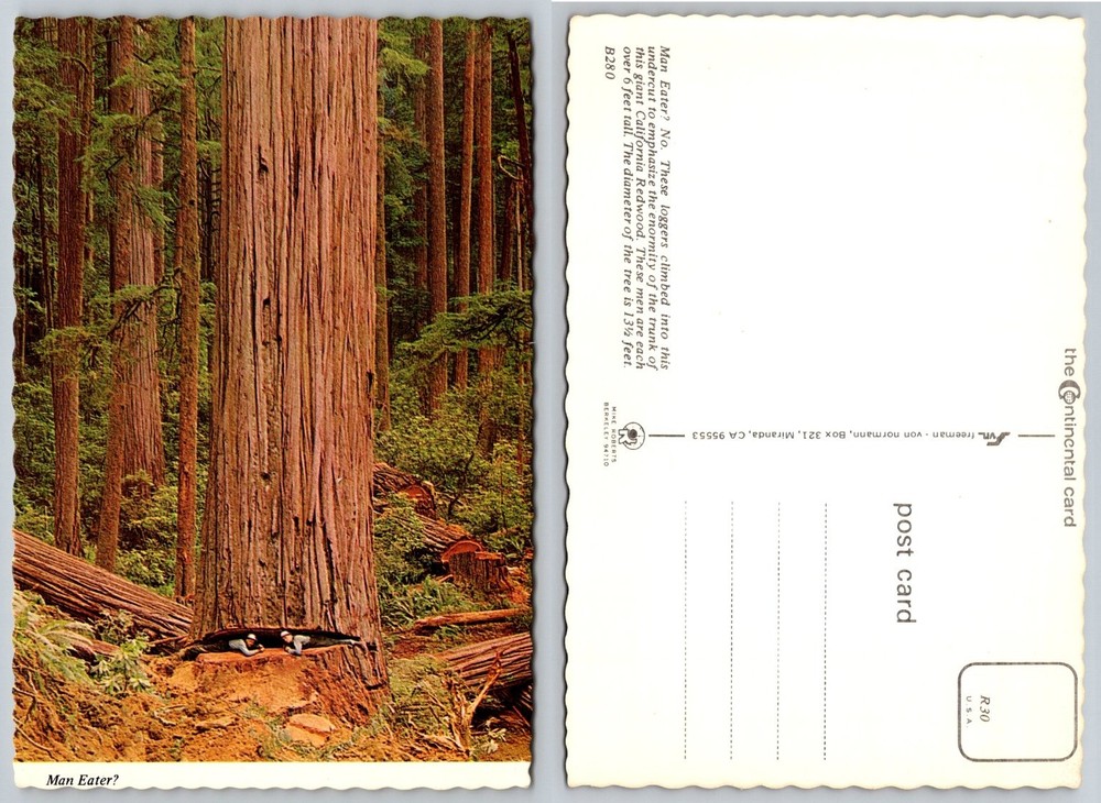 Vintage California Redwood Postcard - Giant Tree Loggers Man Eater Mike Roberts