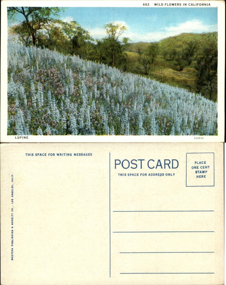 Lupine Wild Flowers in California CA vintage postcard