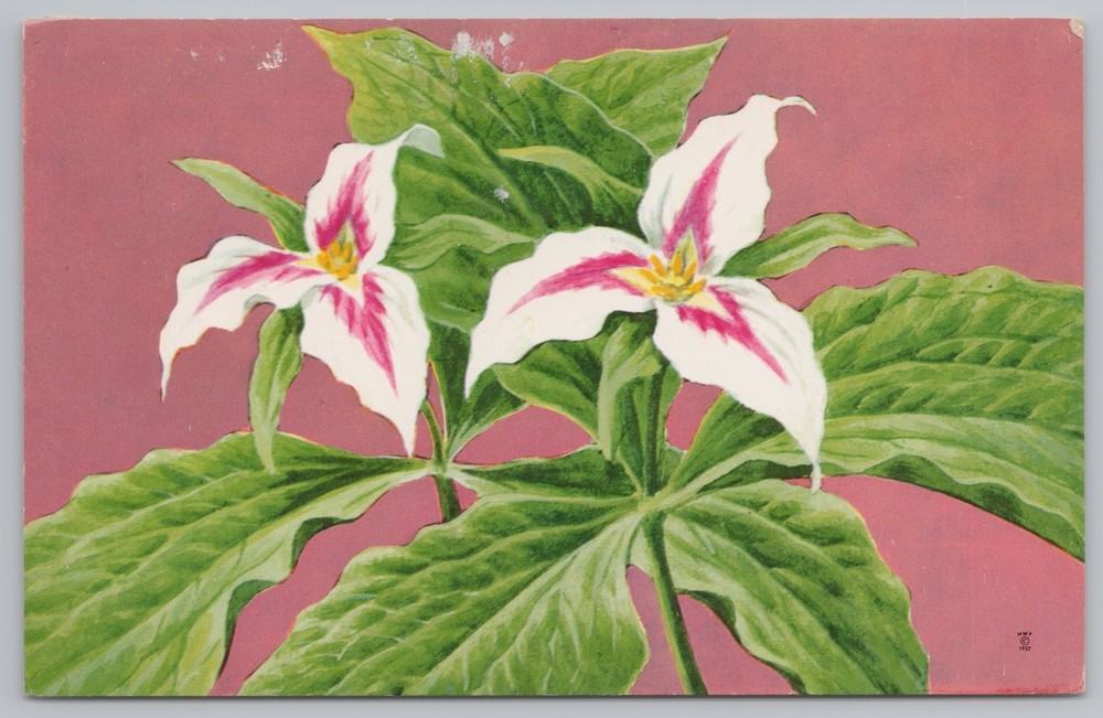 Flowers~Painted Trillium~Vintage Postcard