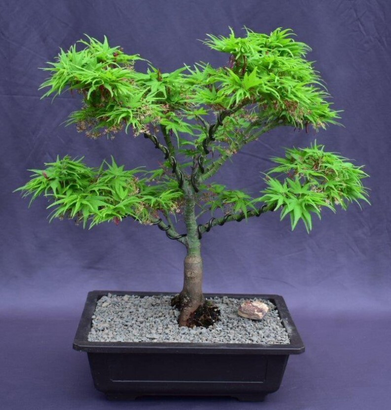 Japanese Green Maple Bonsai Tree Live Otdoor Acer Palmautm Mikawa Yatsubusa 16