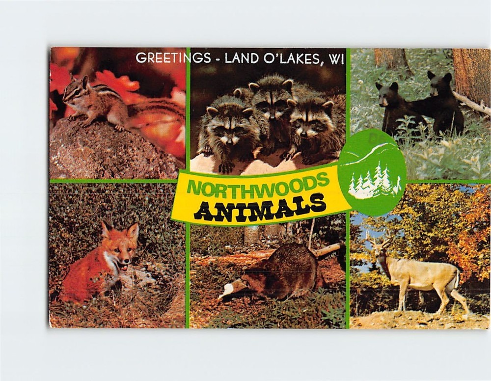 Postcard Northwoods Animals Greetings from Land O' Lakes Wisconsin USA