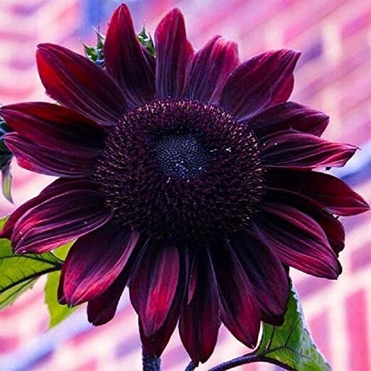 Purple Chocolate Cherry Sunflower Seeds for Planting - 25 Non-GMO Heirloom Seeds