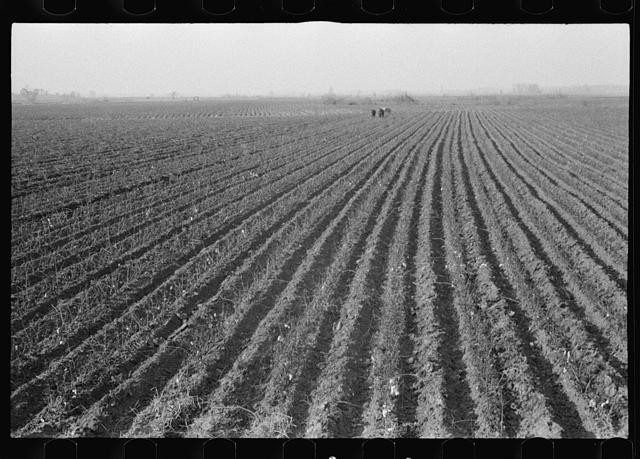 Photo:United States 1930s Farm Field Furrows Agricultural Landscape FSA