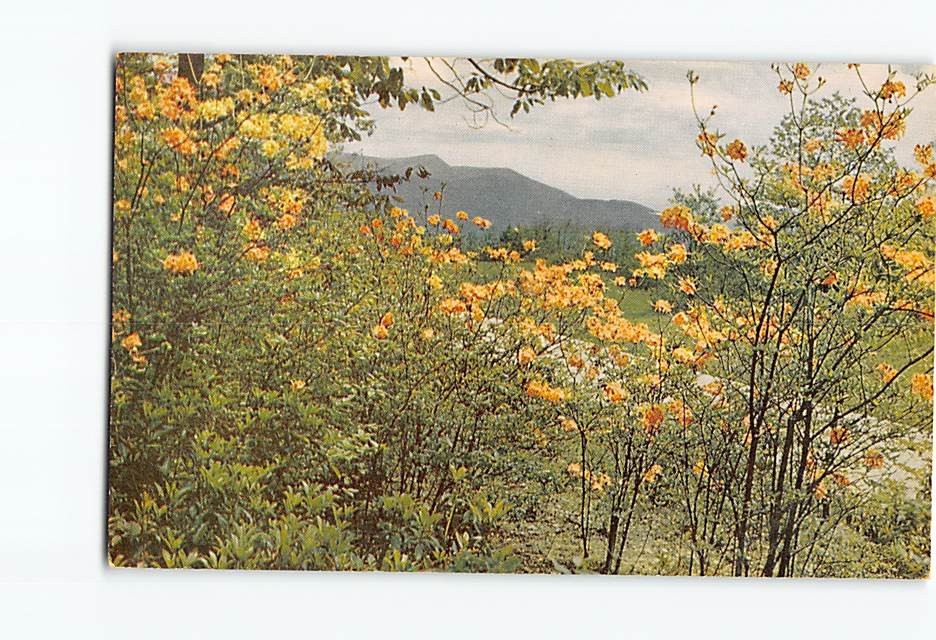 Postcard Flame Azaleas Cumberland Knob Blue Ridge Parkway North Carolina USA