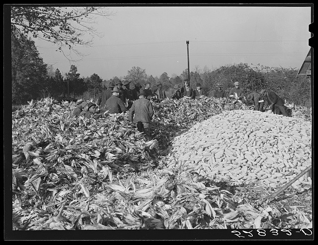 Photo:Tallyho NC 1939 Cornshucking at Fred Wilkins Home Granville County