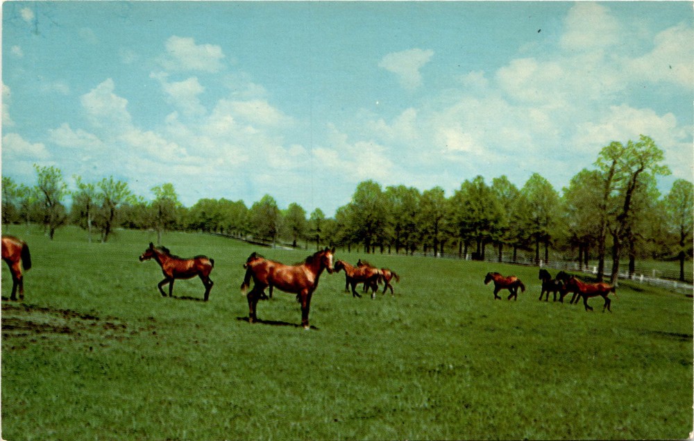 Central Kentucky News Co., Lexington, KY, Blue Grass, Lexington, Postcard