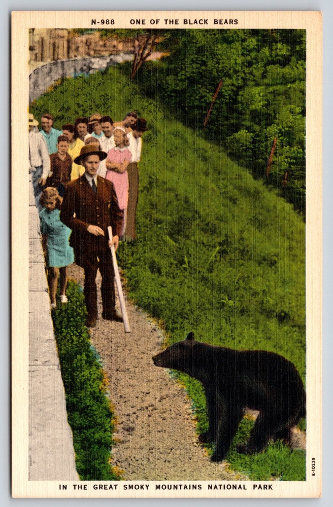 Linen~Black Bear On Path In Great Smoky Mts Park~Vintage Postcard