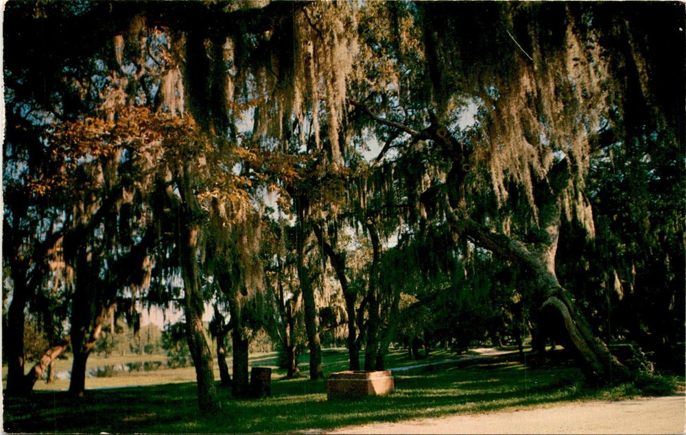 Spanish Moss, Oak trees, southern U. S., Don Bartels, McAllen, Tex. Postcard
