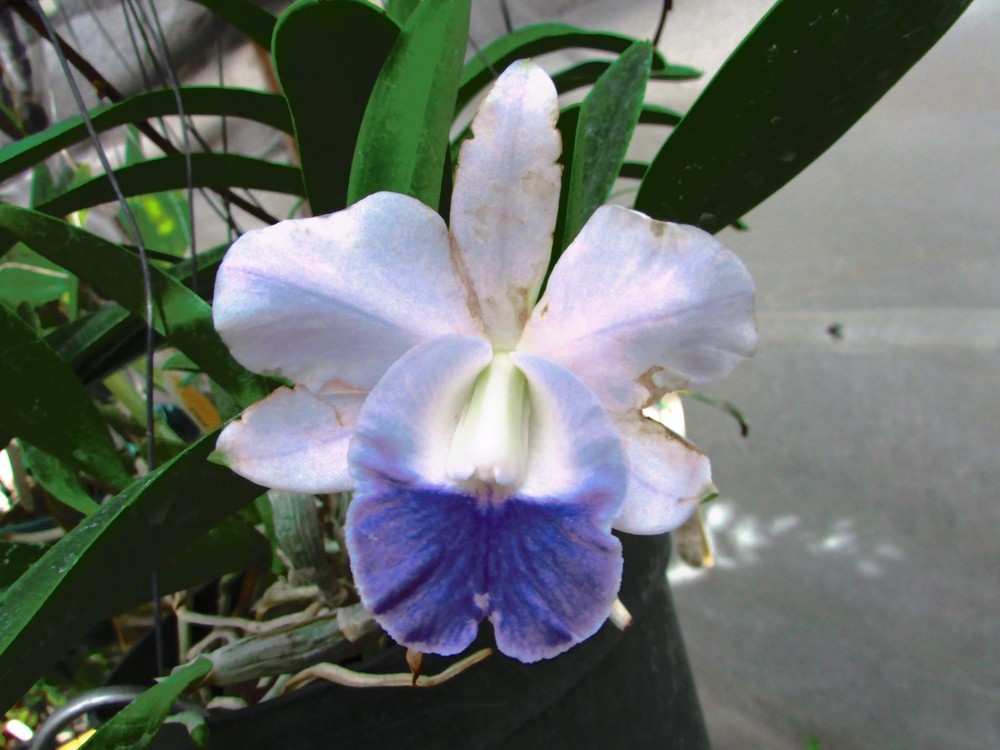 Cattleya  Mini-Purple coerulea 'H & R' X self orchid DIVISION 4N Only 1
